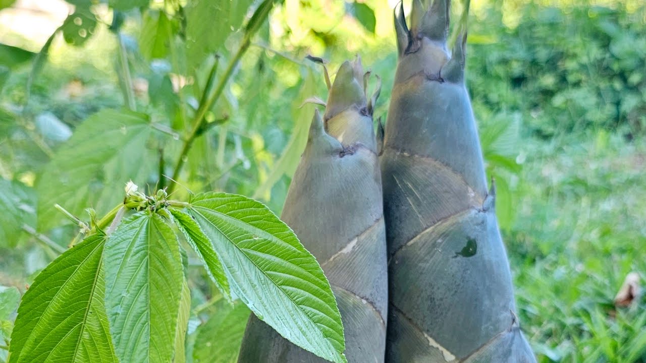 BINAGOONGANG LABONG AT SALUYOT + IHAW NA PUYO | PAGKAING BUKID | OUTDOOR COOKING |Team AgustinTV