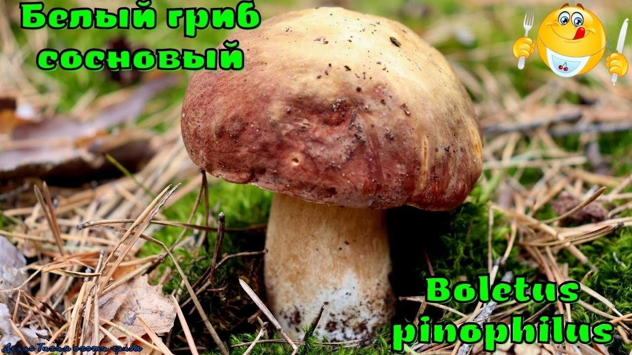Сосновый БОРОВОЙ или Сосновый ДОРОГОЙ | Boletus pinophilus