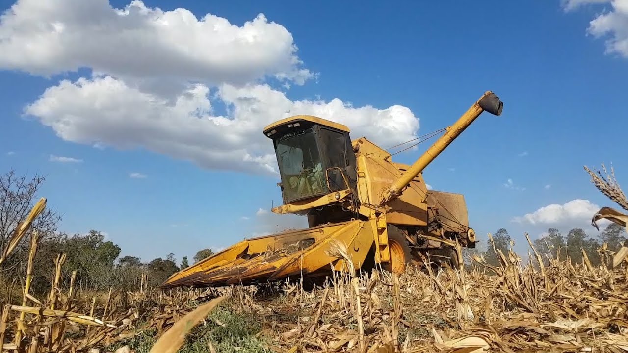 COLHENDO MILHO SAFRINHA COM UMA NEW HOLLAND CLAYSON 1530 | VIDA REAL 2019 [PT-BR]