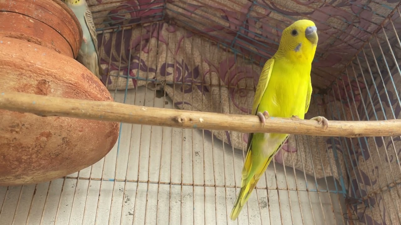 #birds #blackfacebudgie #lovebirds #lovebirdsfarming #lovebirdsfarming #lovebirdsfarming 