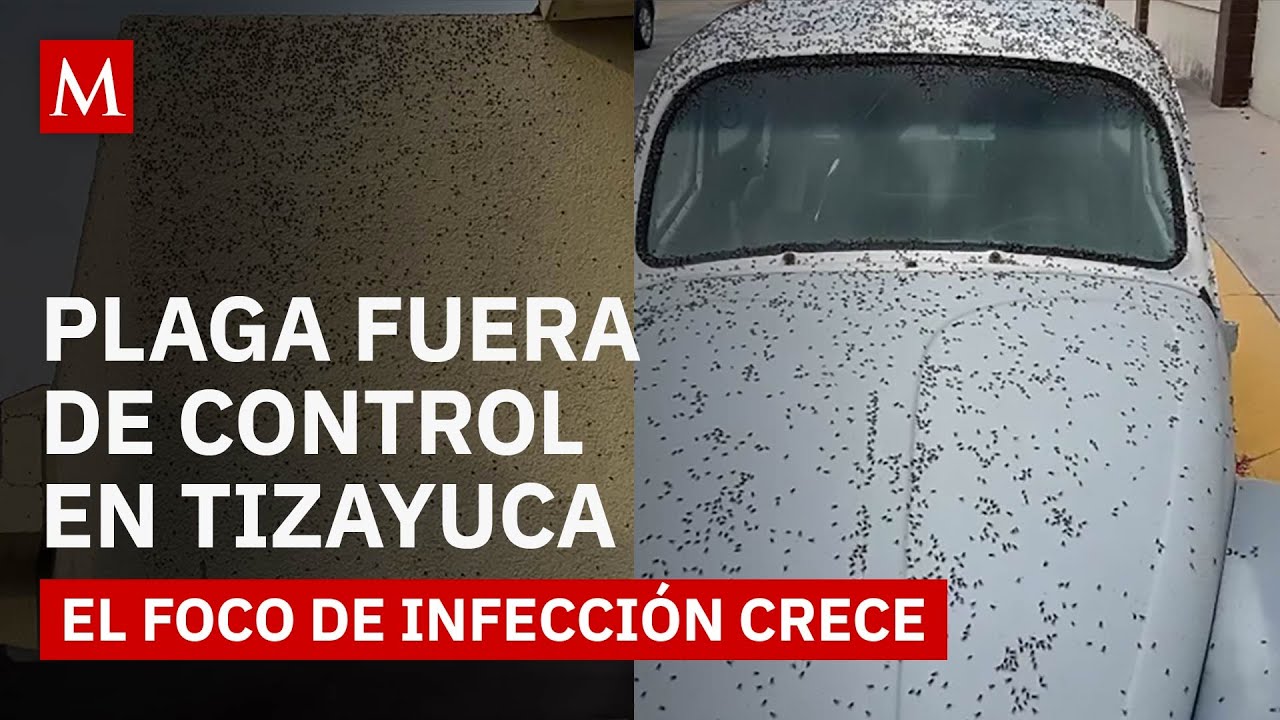Plaga de moscas en Tizayuca: vecinos alertan riesgo sanitario en fraccionamiento Florencia