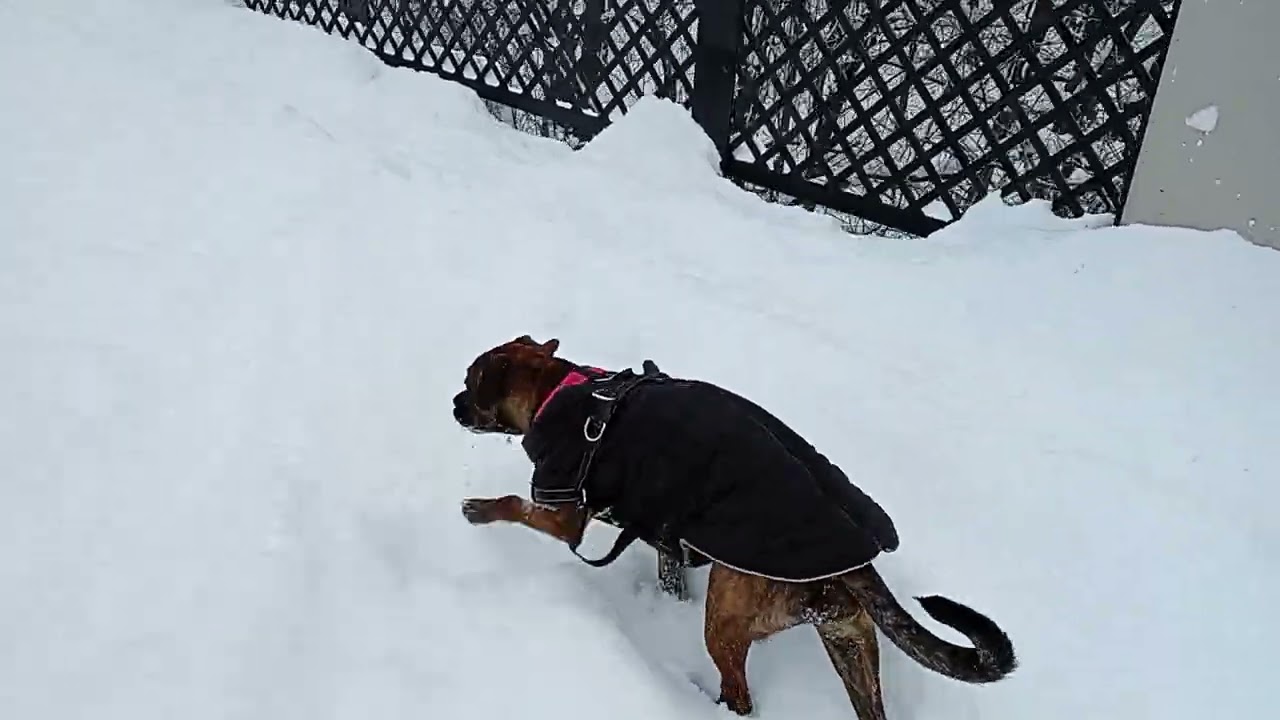 Adorable puppy walking on bridge ASMR Zsa Zsa Gabor darling 