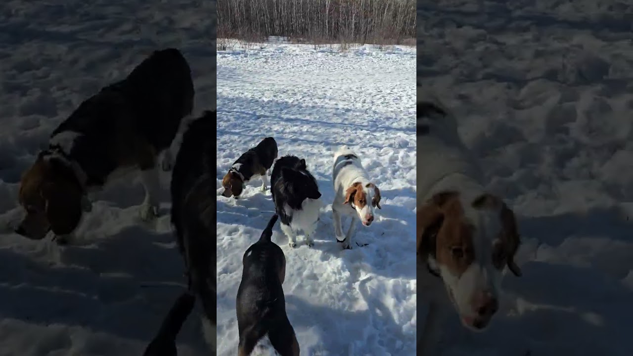 4. Вторник, 10 марта. Прогулка по тропе с Пепе, Чуи, Майло, Новой, Пенни и Ру.