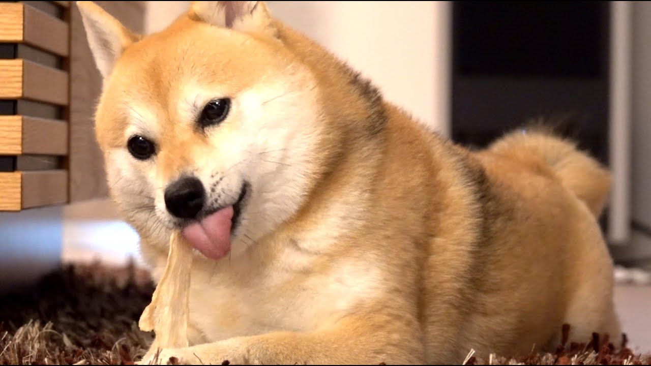 柴犬シバチャが好きなおやつランキング TOP5→1
