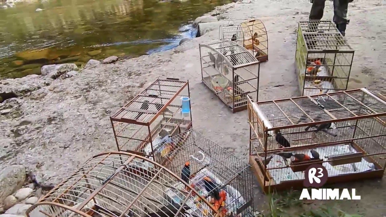 soltura março 2016    R3 Animal