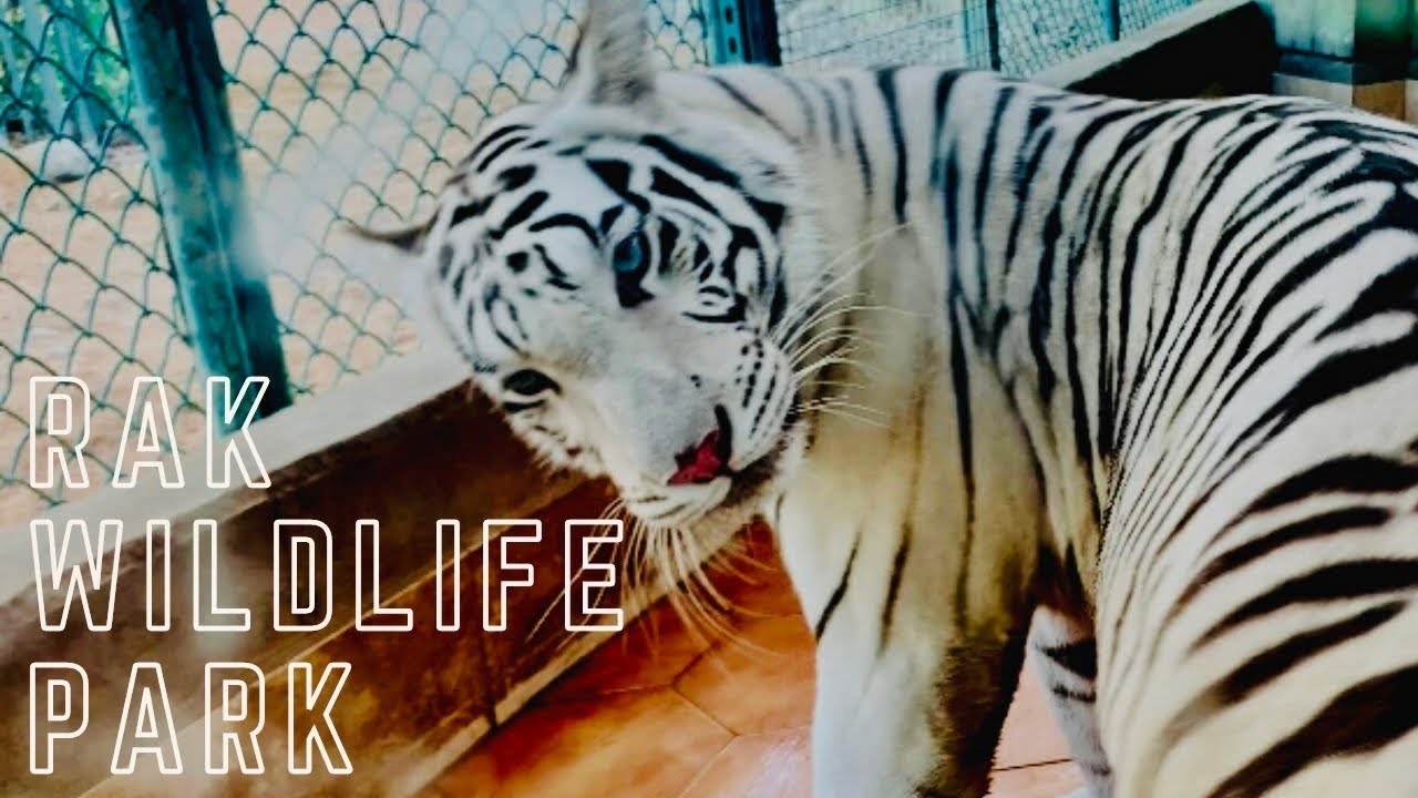 Inside the World's Most Extravagant Zoo