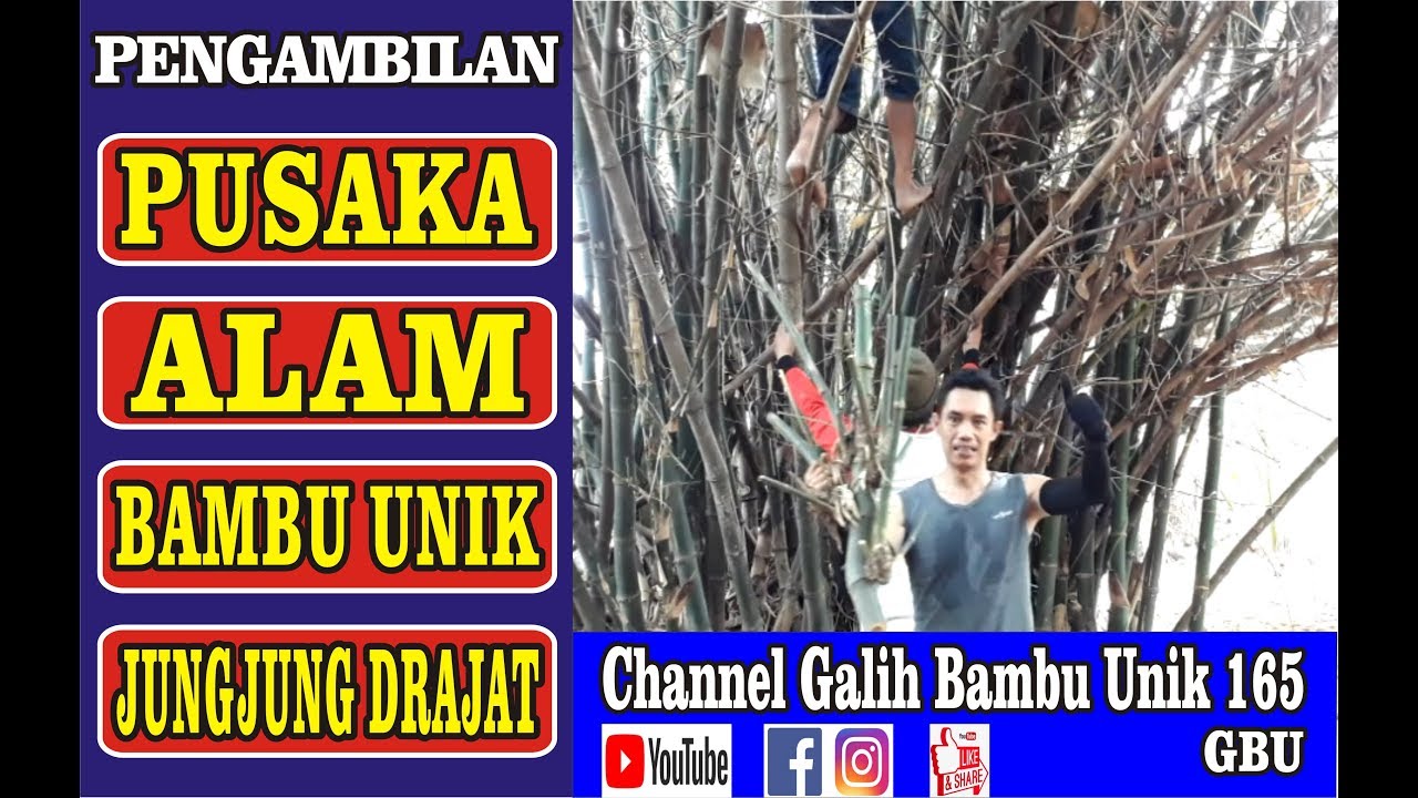 bambu unik ruas pendek