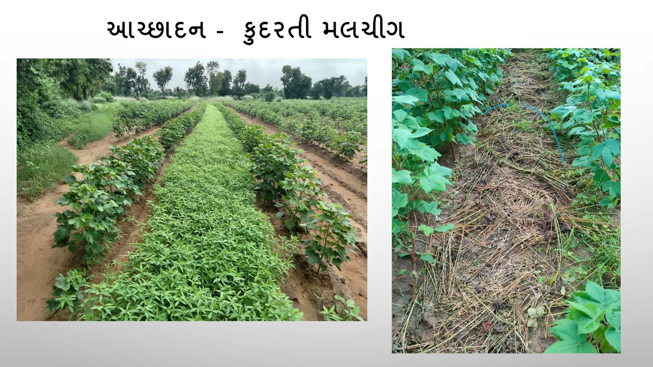 કુદરતી મલ્ચીંગ  નો  ફાયદો જુઓ આ વિડીઓ  #Naturalmulching #spnf #naturalfarming