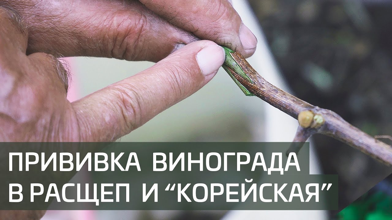Изменение сорта взрослого куста винограда прививкой в расщеп и 