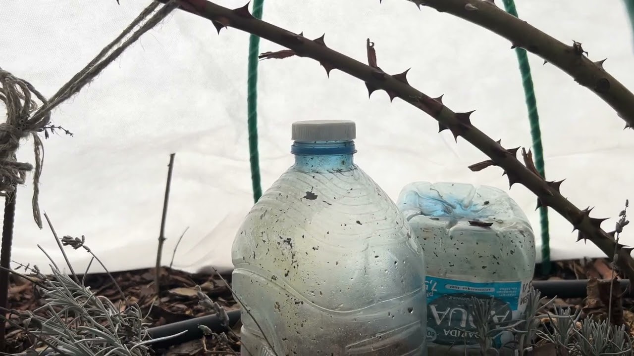 Как перезимовали розы? Смотрим, март 2026 г.