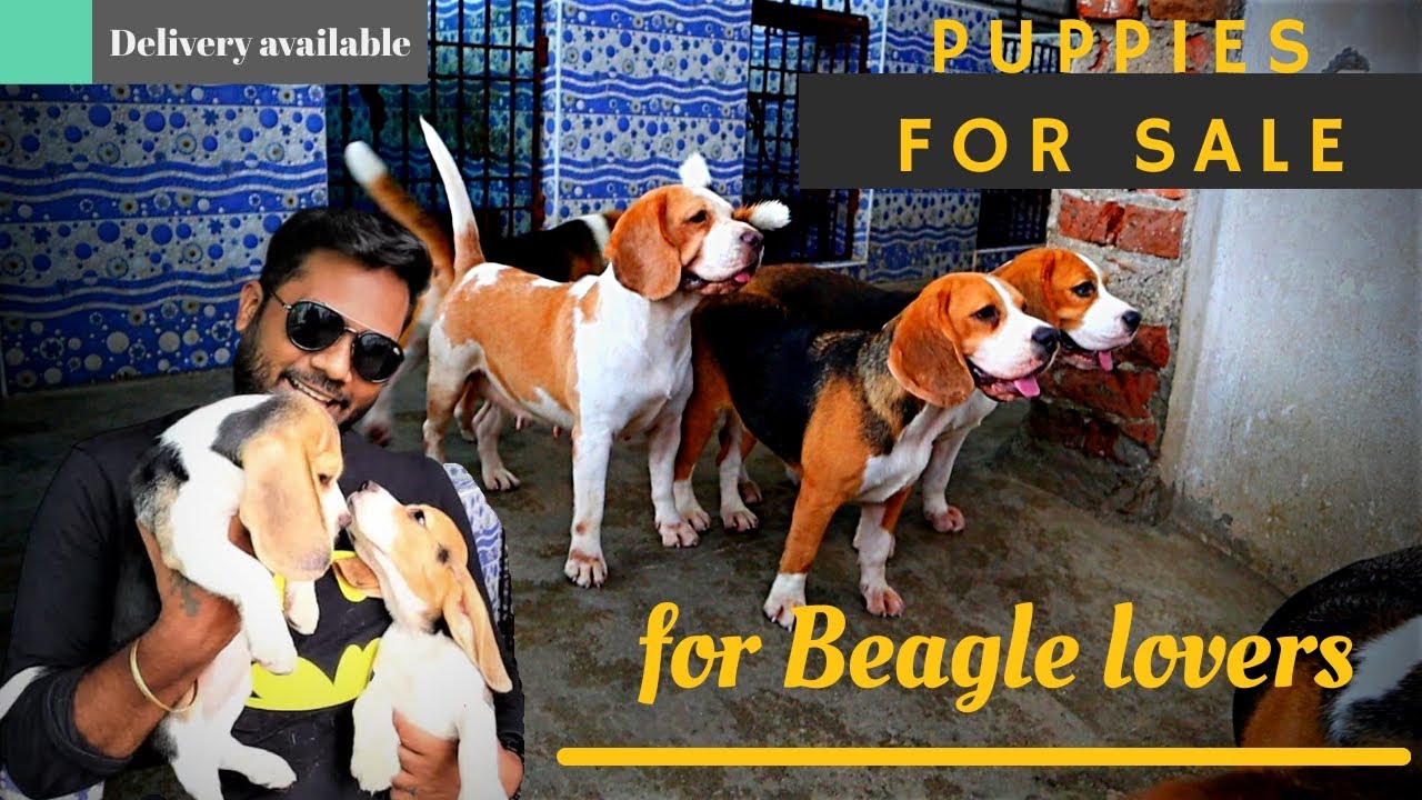 Dog kennel in Chennai | Beagle Dogs | EP 88