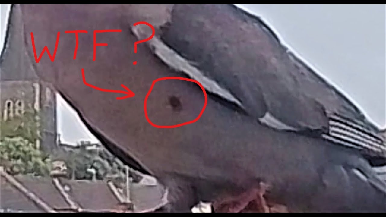 Wood Pigeons, What On Earth is THAT?? 😳 / Balcony Bird Table 4K