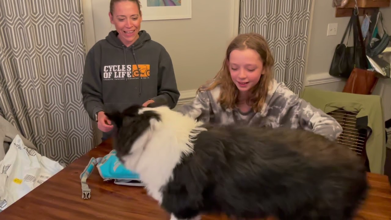 Unboxing - Vivaglory dog lifejackets