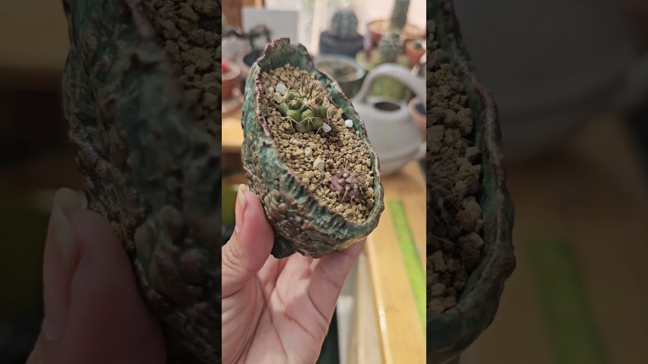 copiapoa seedlings paired with CactusQuest pot #cactus