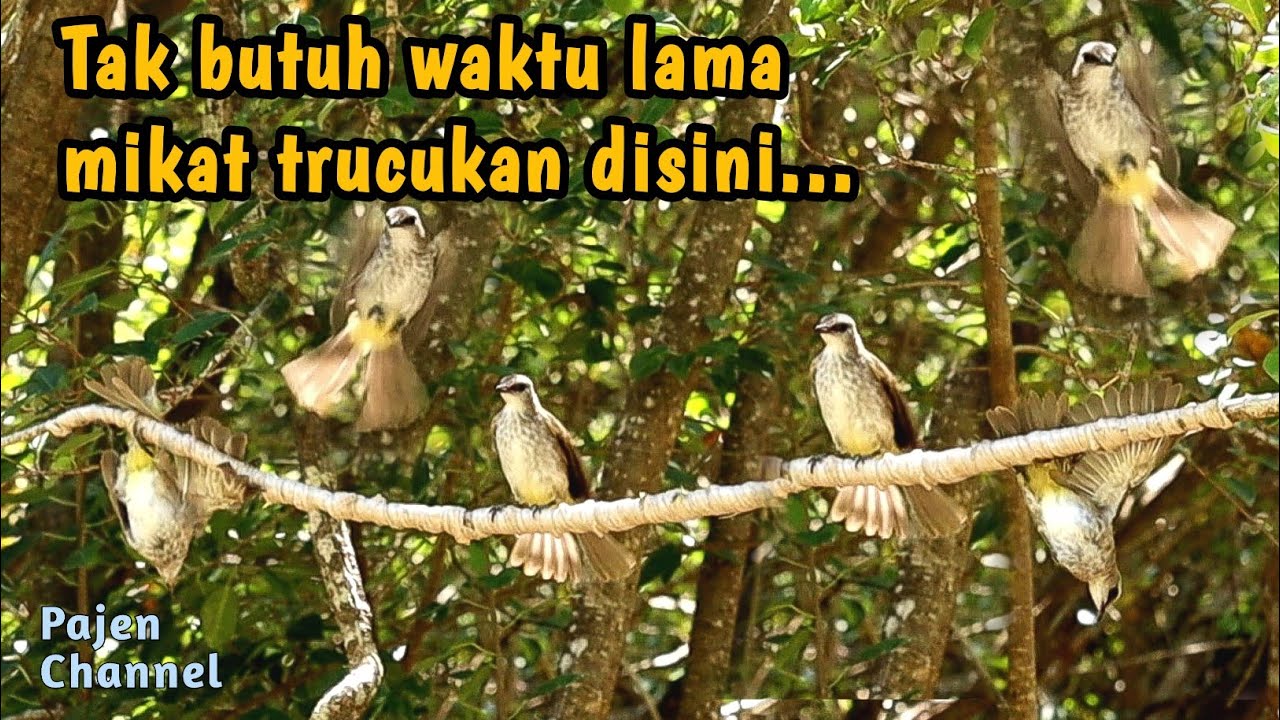 Mikat trucukan semudah ini