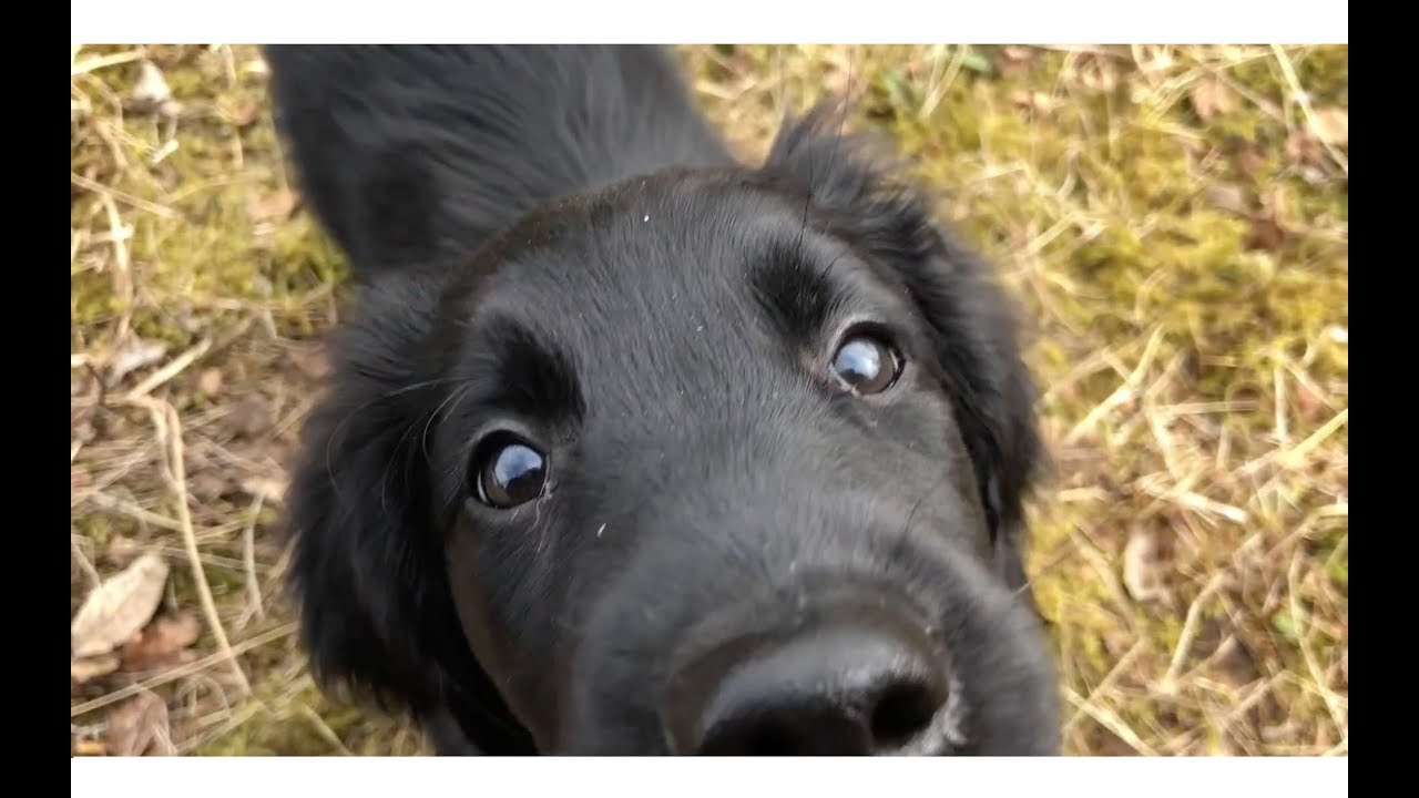 FLAT COATED RETRIEVER PUPPY GROWING UP