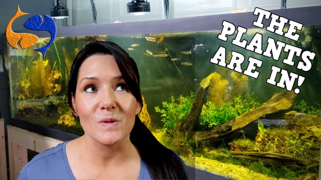 Adding PLANTS To 125 Gallon AQUARIUM!