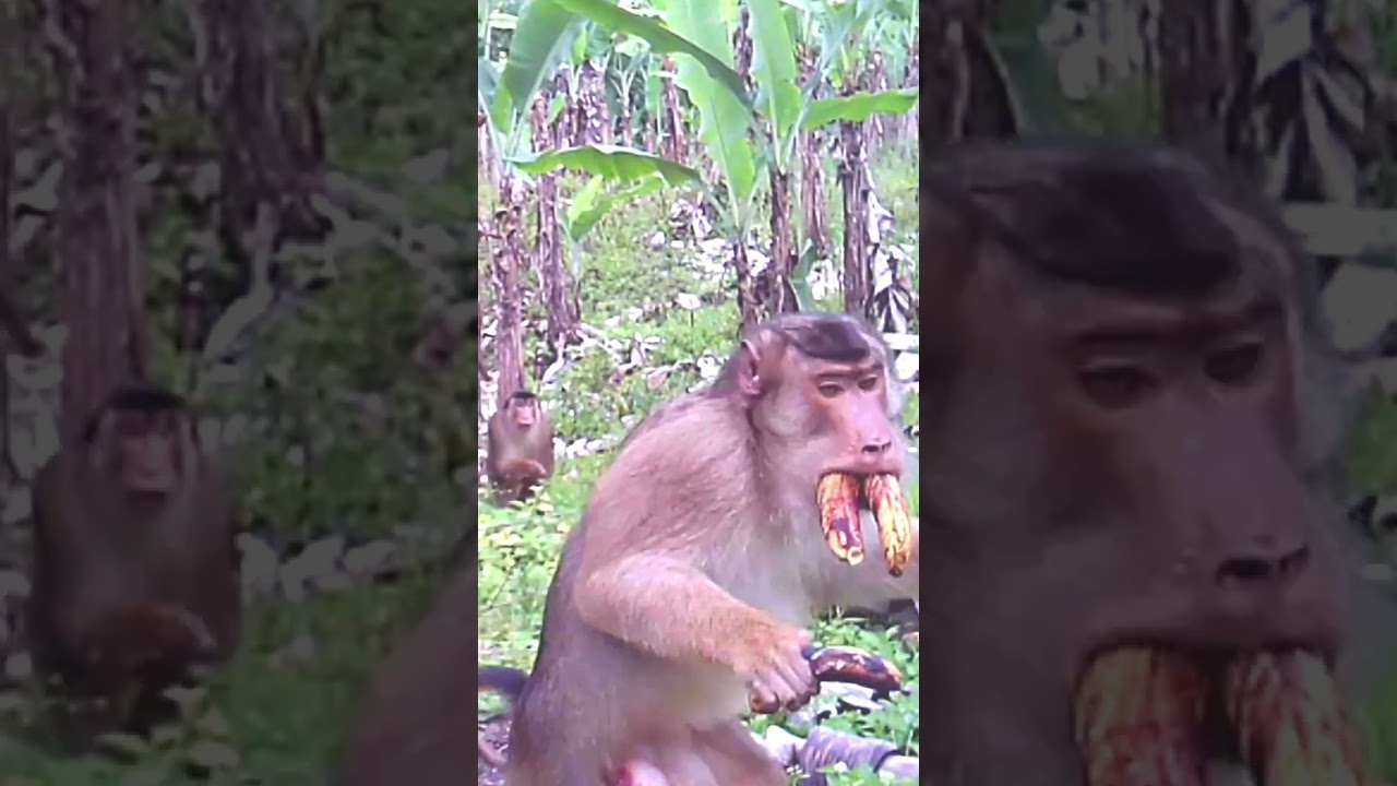 🔴Jebakan beruk tersembunyi di dalam tanah#shorts