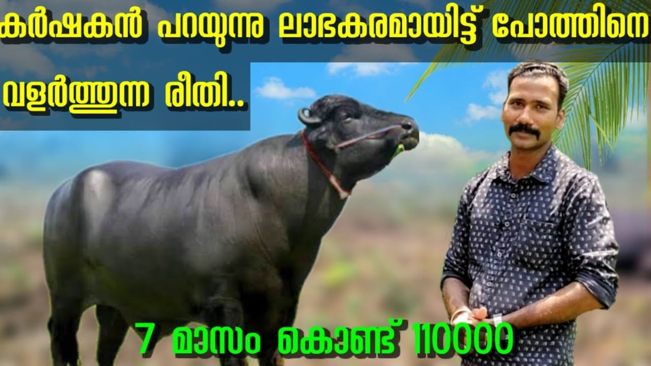 ലാഭകരമായിട്ട് എങ്ങനെ പോത്തിനെ വളർത്താം/ 7 മാസം കൊണ്ട്  110000 കിട്ടിയ കർഷകൻ  RG Farming