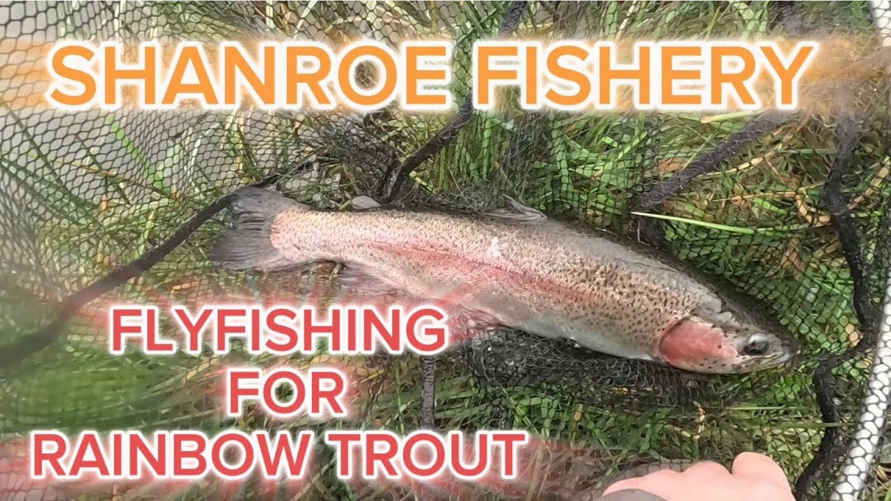 FLYFISHING FOR RAINBOW TROUT--- SHANROE FISHERY