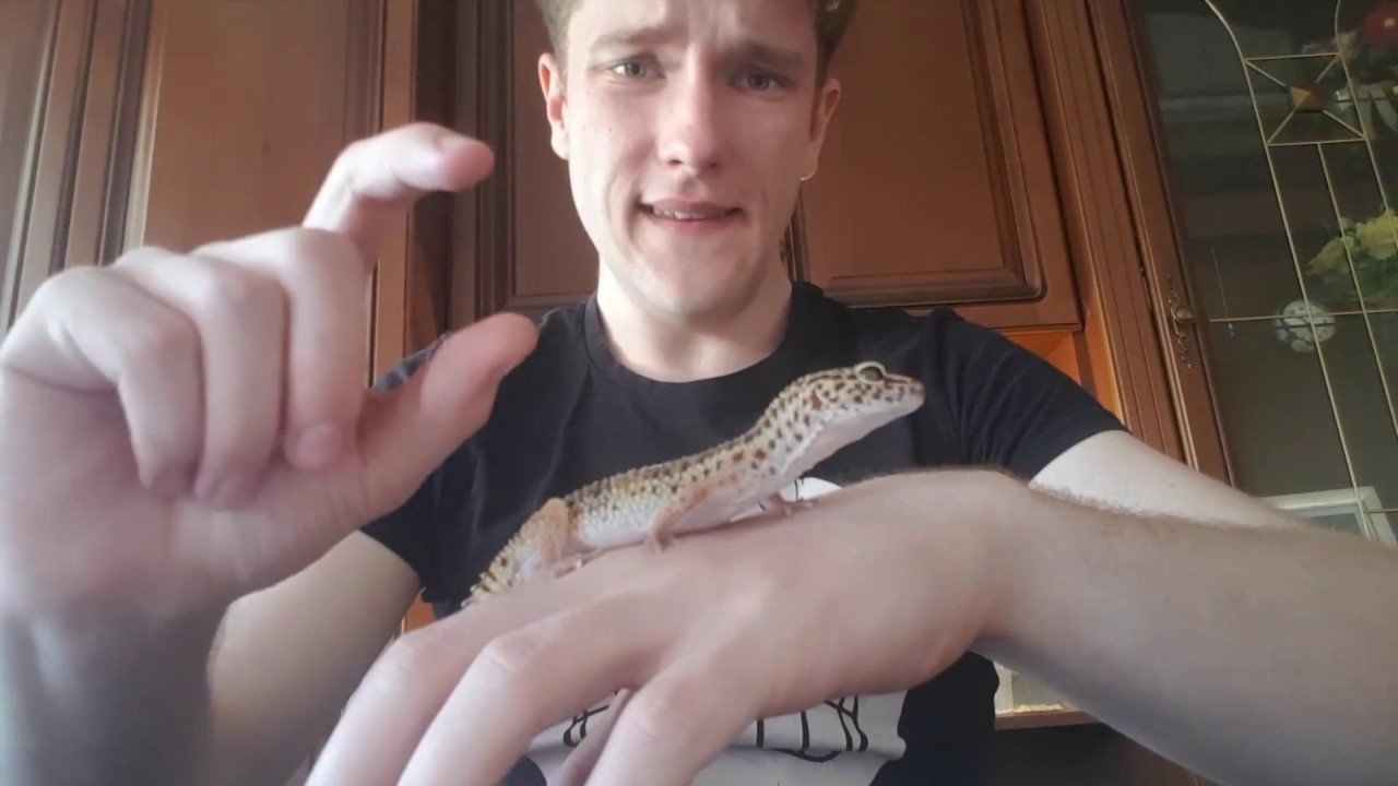 Eublefar lamparci! Info gatunkowe, moje 2 z 3-ech osobnik&oacute;w