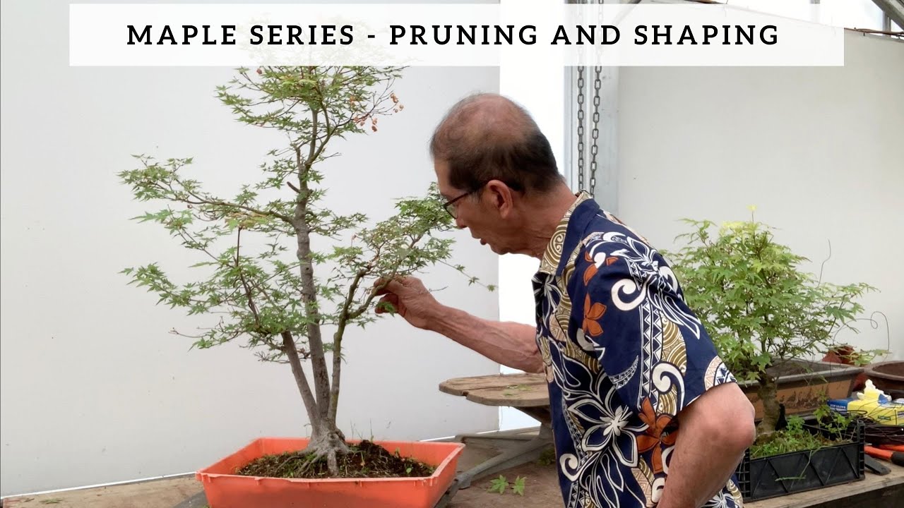 Maple Series - Part II - Pruning & Shaping