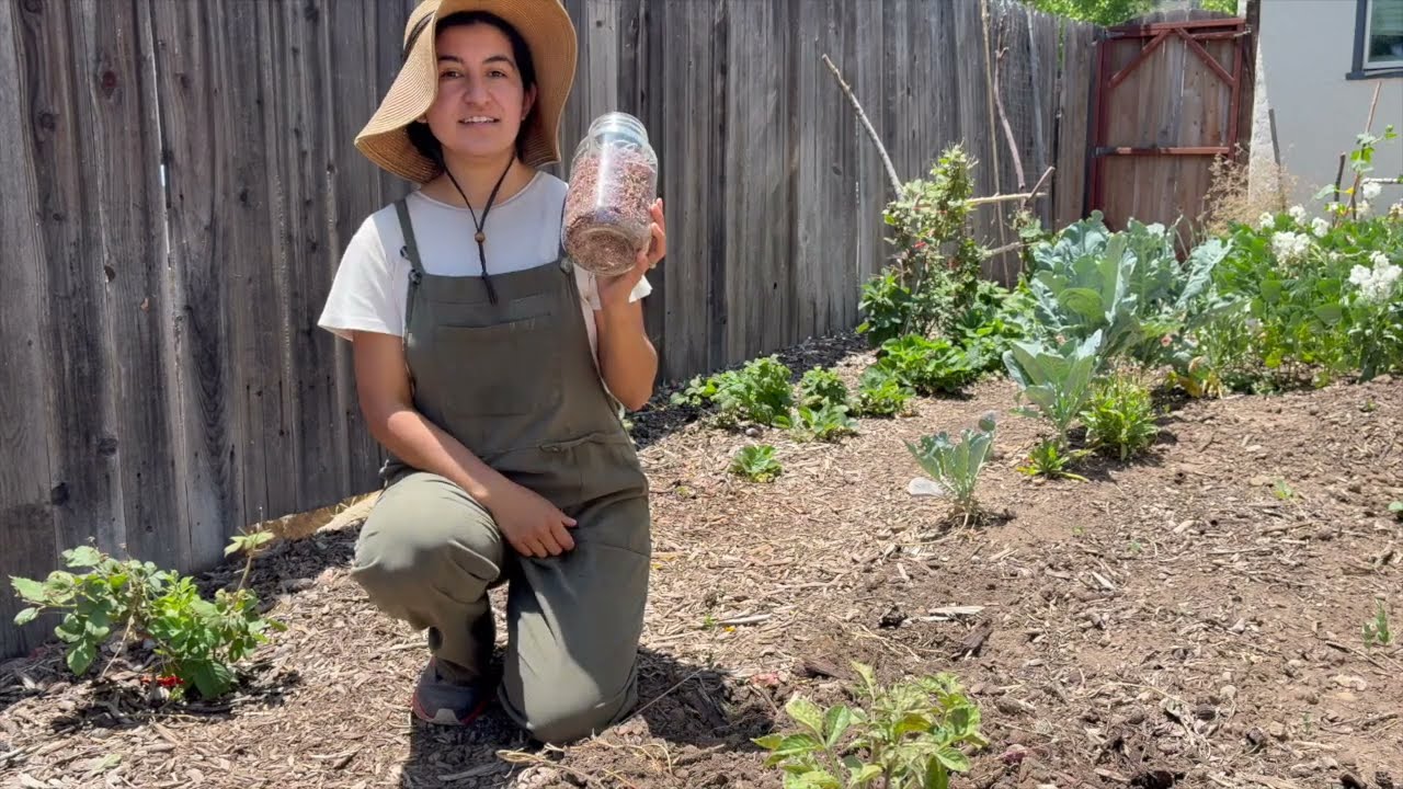 planting indigo plants from seed