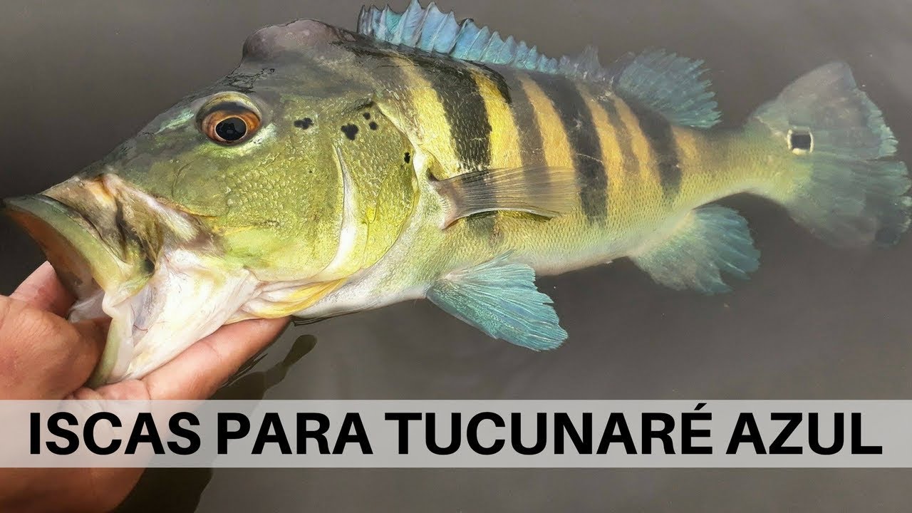 Top iscas para tucunaré