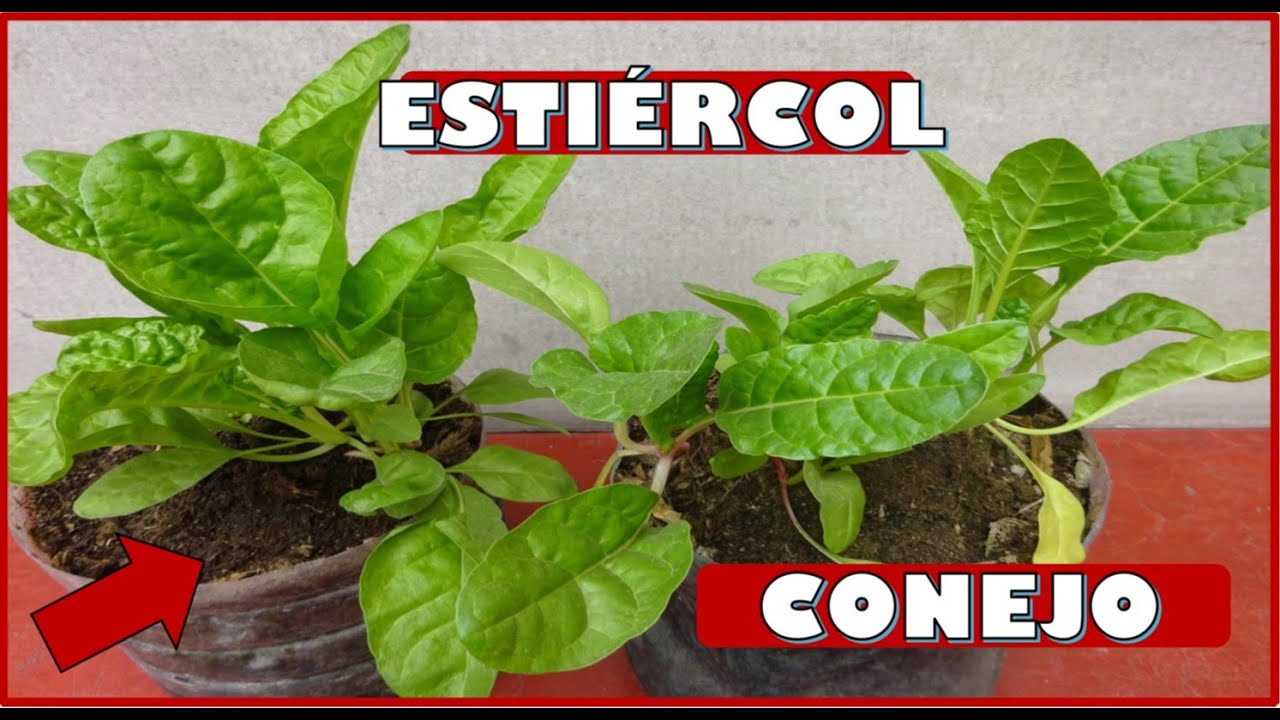COMO UTILIZAR EL ESTIERCOL DE CONEJO EN EL CULTIVO DE PLANTAS