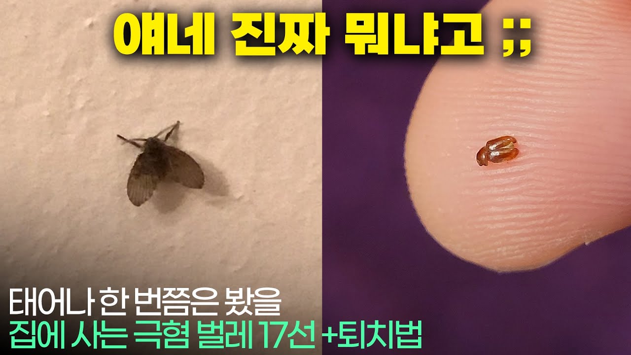 집에서 자주 보이는 극혐 벌레 17선 (+ 퇴치법)