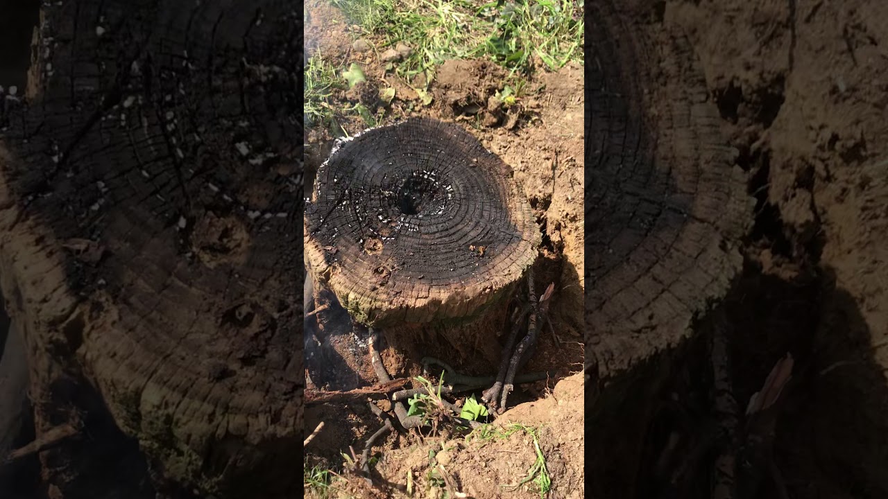 Come eliminare un ceppo