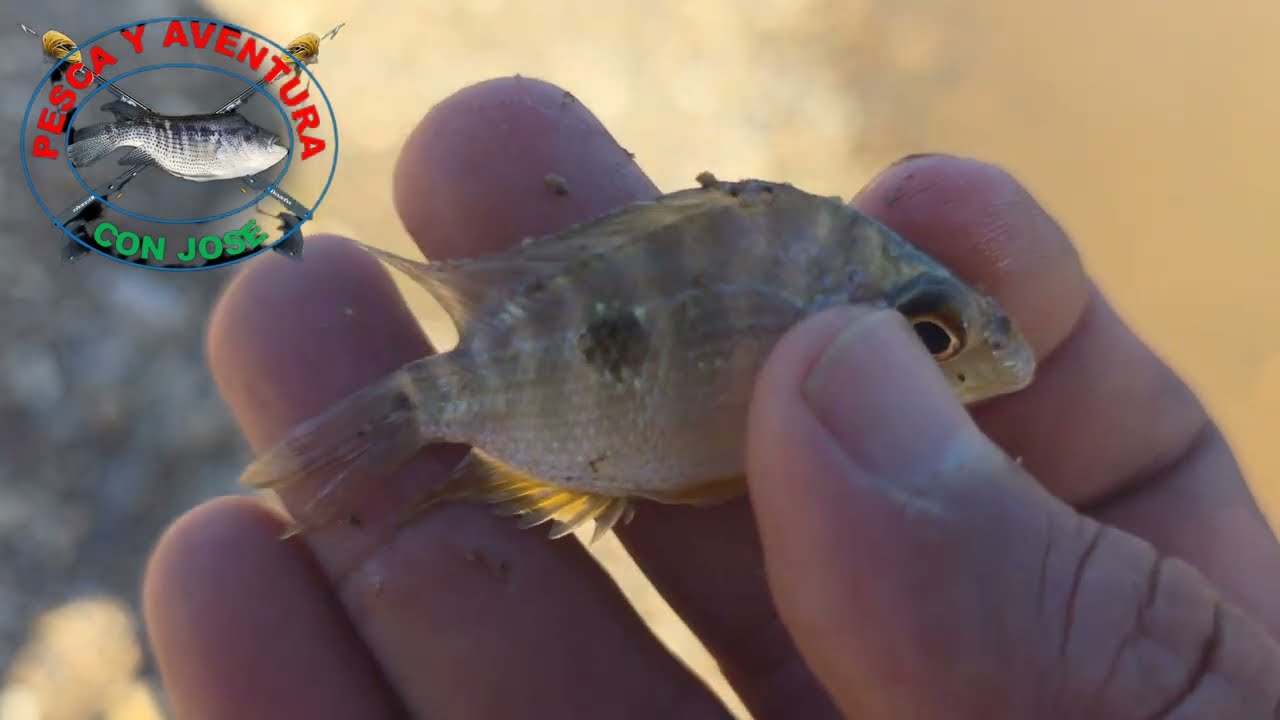 capturando sardinas para pescar con linea de mano