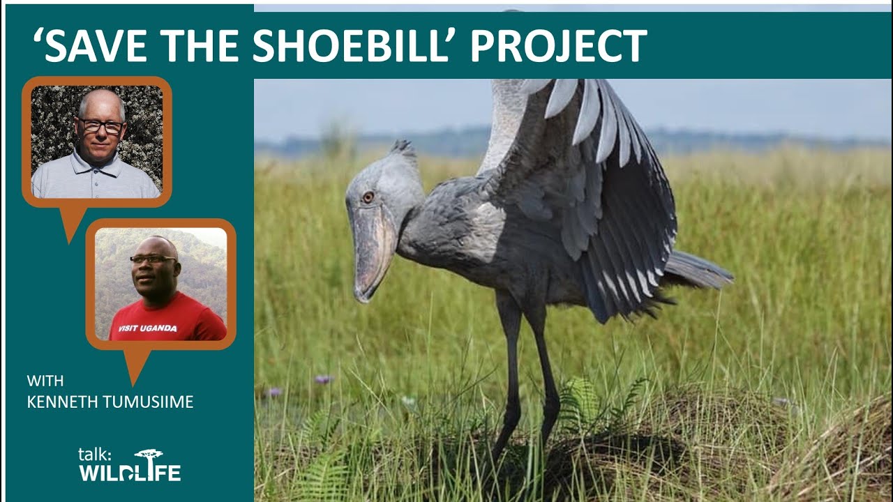 talk: 'Save the Shoebill' Conservation Project with Kenneth Tumusiime