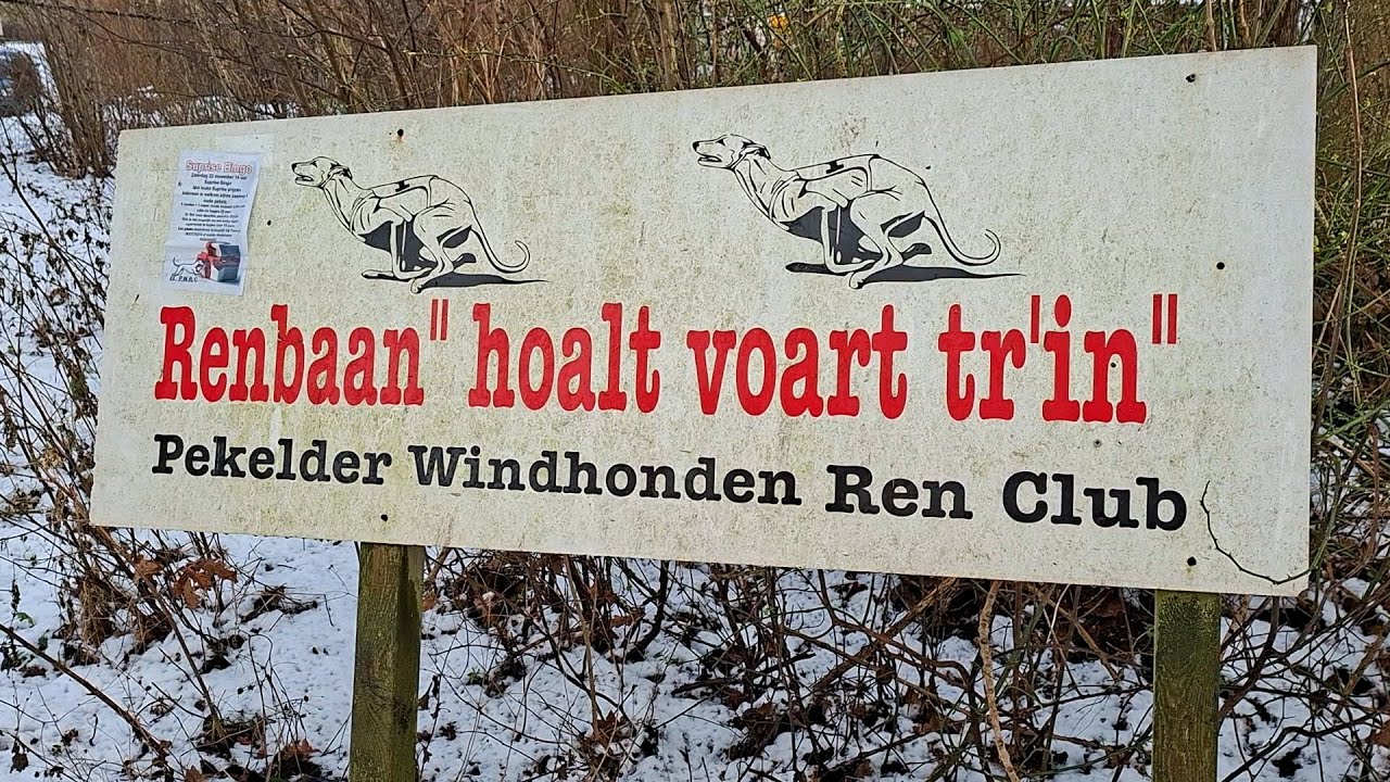 Pekelder Windhonden Renclub viert 100-jarig bestaan