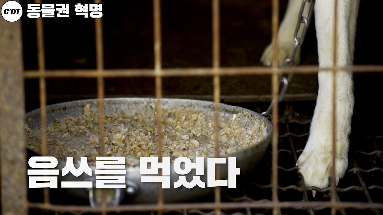 이게 밥이면 우리가 먹겠다 썩은 오물 앞에서 폭발한 캣치독팀