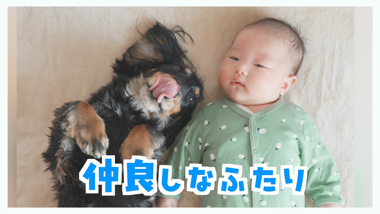 弟のタミータイムを邪魔する兄犬が可愛すぎる