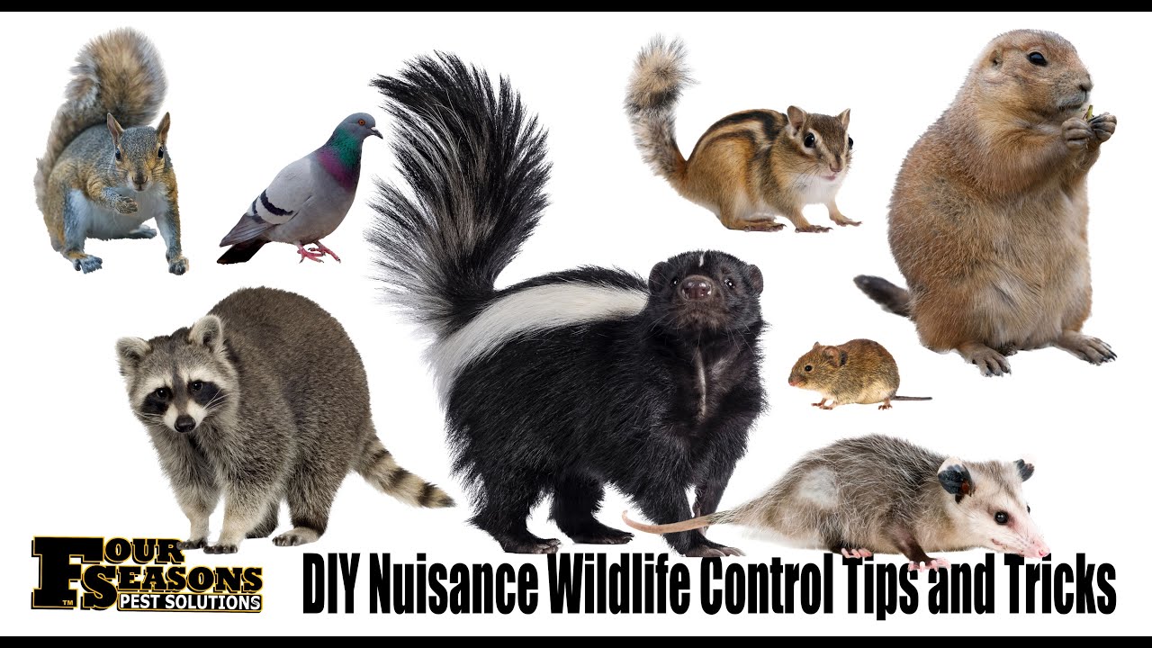 DIY Nuisance Wildlife Control Tips and Tricks