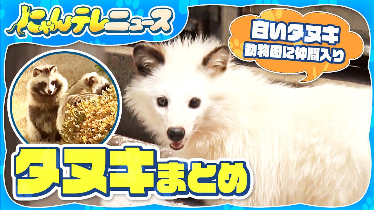 【タヌキまとめ】動物園の新・人気者？…白タヌキ「ぶんぶくちゃん」/新潟県庁の庭に「タヌキ」出没/JR新宿駅構内にタヌキ現る など