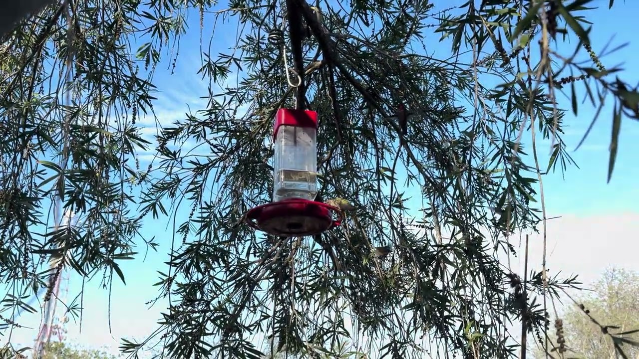 Hummingbird party in 4K 60fps Kenneth Hahn park