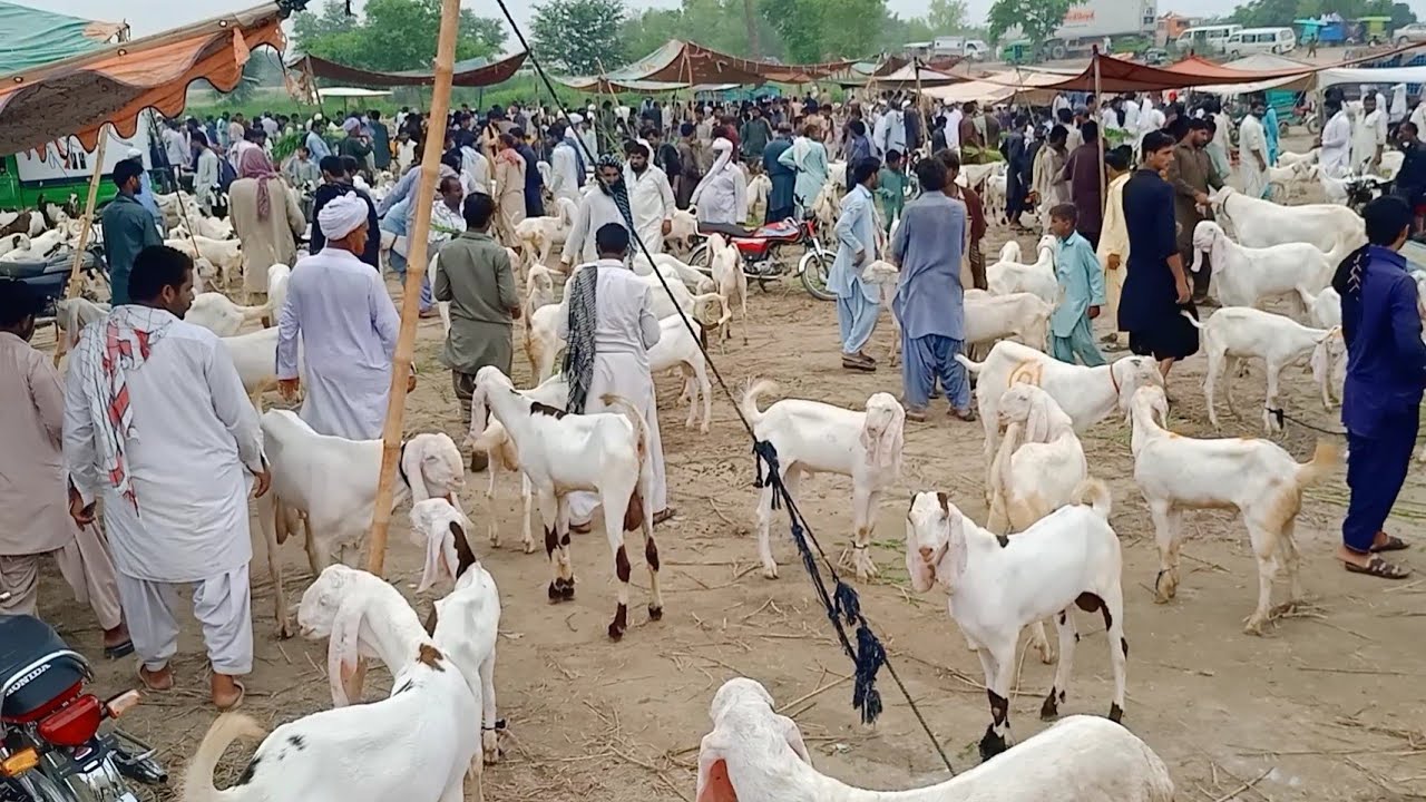 Rajanpur Mohammadpur Dera Ghazi Khan Bakra Mandi is the cheapest