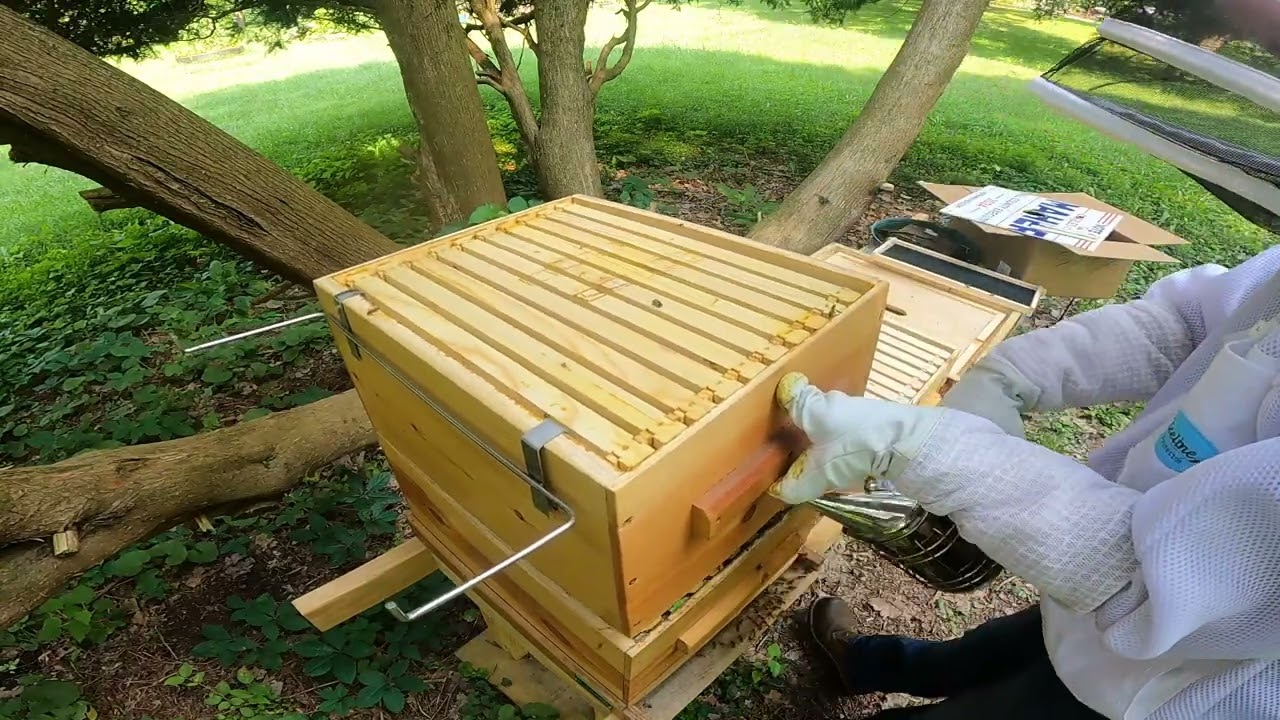 Hive Check July 14th 2025