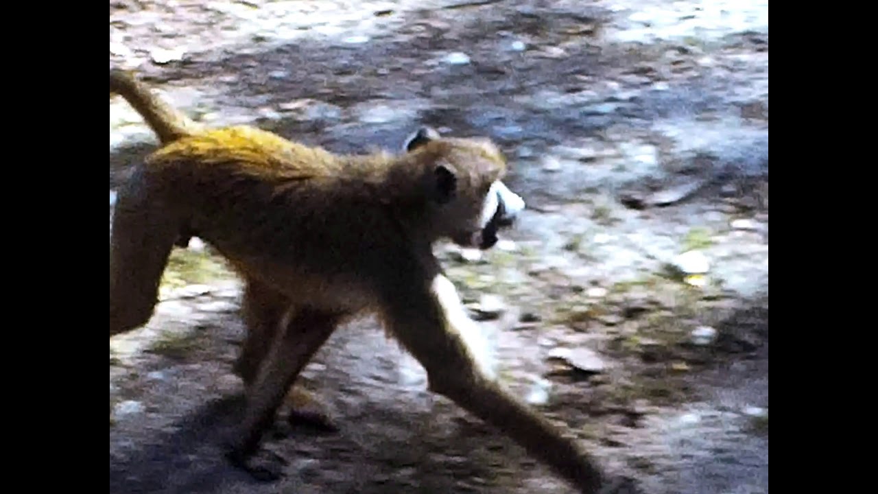 Eine Busfahrt zur L&ouml;wen-Safari in T&uuml;ddern