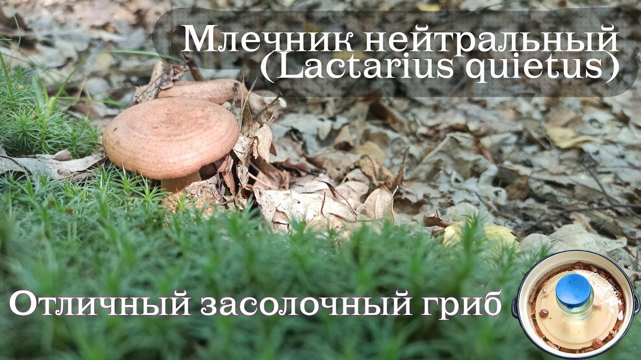 МЛЕЧНИК НЕЙТРАЛЬНЫЙ (Lactarius quietus) - Грибы в конце июля
