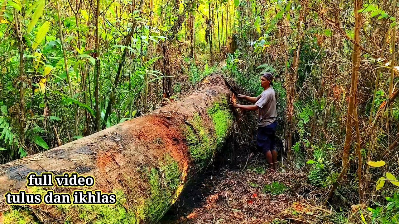 full video kayu ulin kalimantan. sejak kami menemukan dan mengolah satu pohon hingga selesai. !!