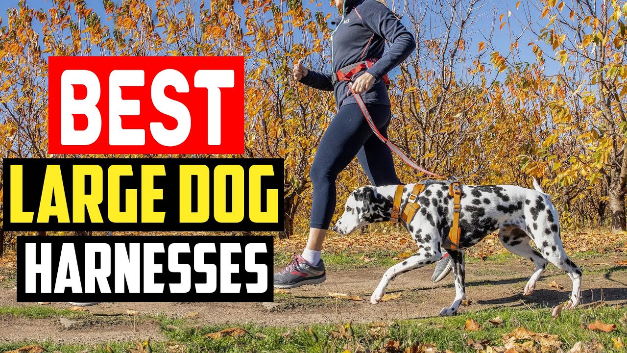 ✅Top 5 Best Large Dog Harnesses for Walks, Hikes, and Big Adventures in 2025