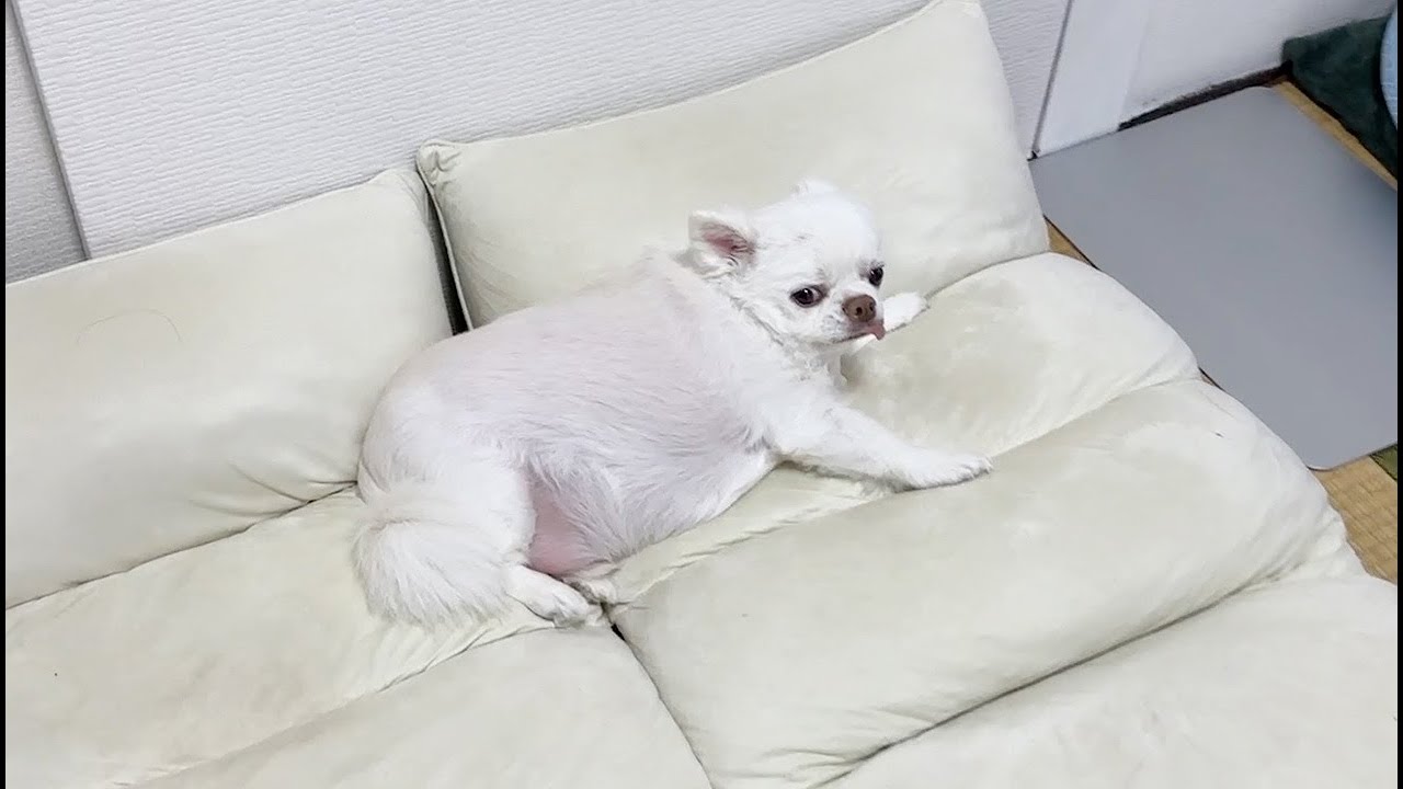 散歩嫌いな犬に帰宅してすぐ散歩に誘ってみると...【チワワ】