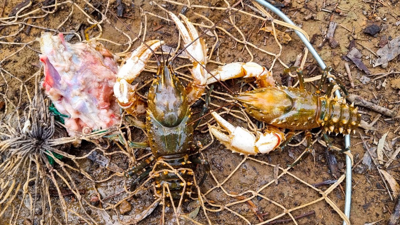 Murray crayfish opening 2022