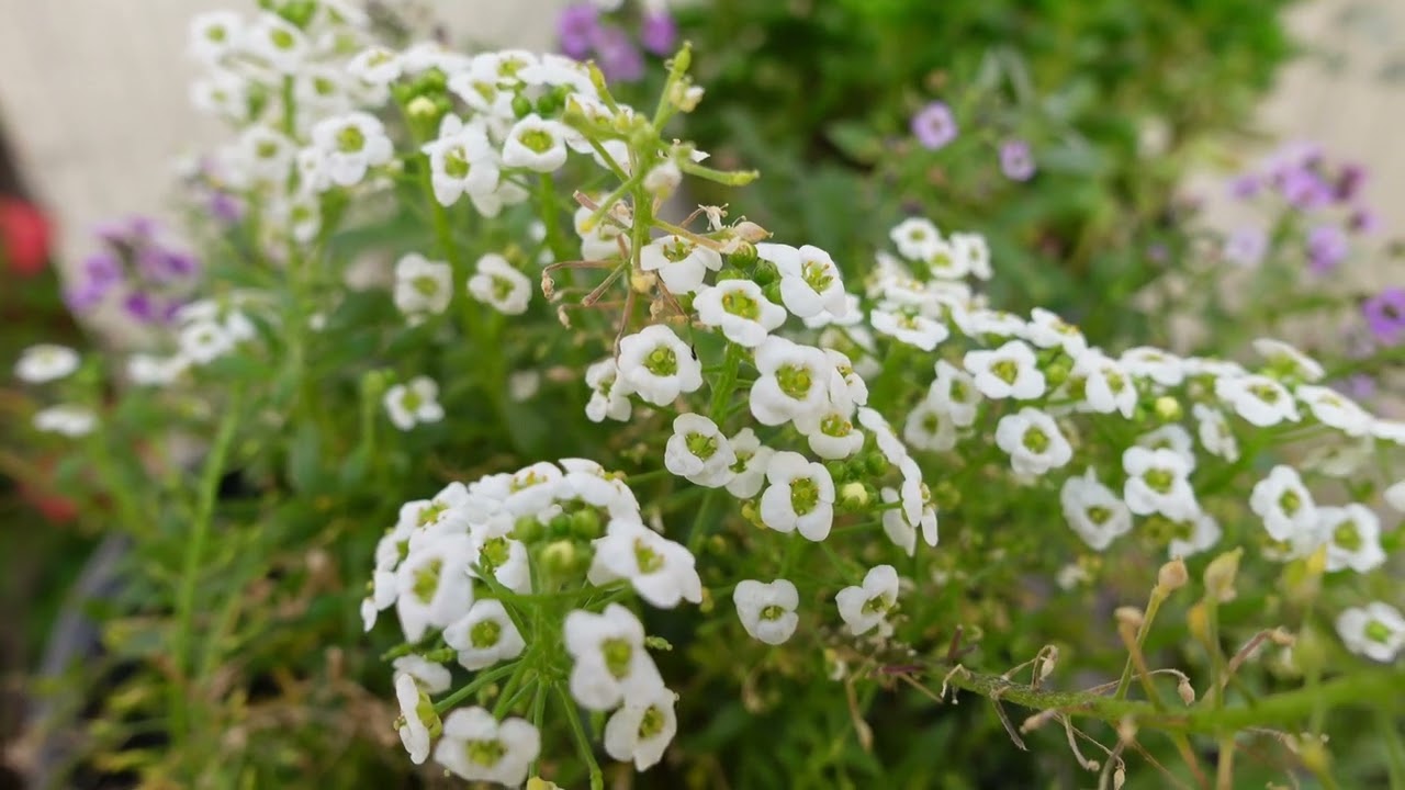 Esta planta da FLORES que huelen Delicioso  || EL PANALILLO