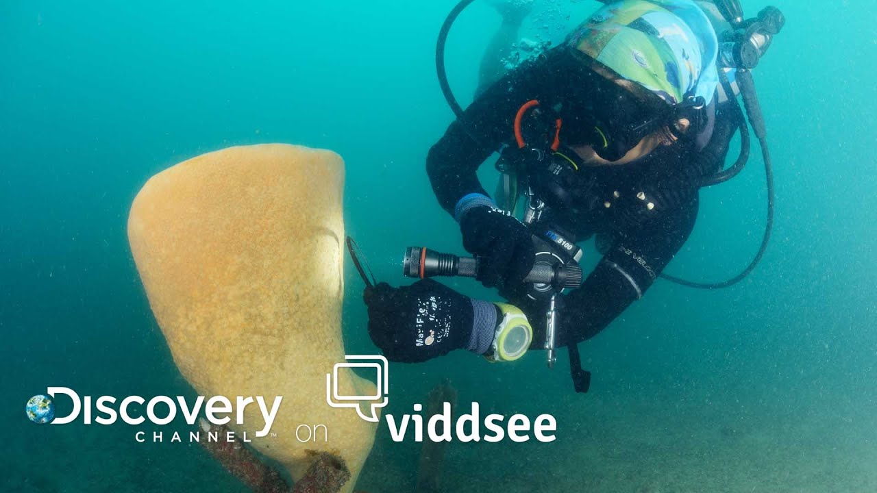 Birth Of A Marine Park - They're Planting Clams Too! // Discovery on Viddsee