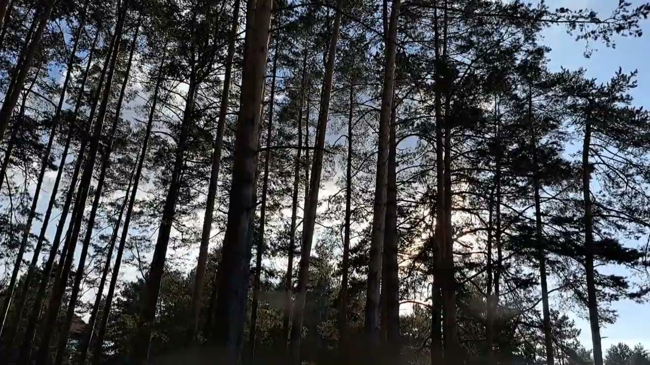 Forest Sunset Time Lapse Video | Golden Hour Nature Transition